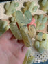 1 pc random prehnite cactus