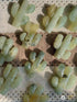 1 pc random prehnite cactus